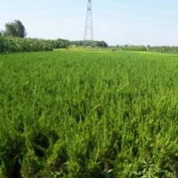 苗木供應(yīng)樟子松,新疆楊,沙地柏