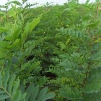 1-15公分國槐苗 1-15公分刺槐苗 1-15公分桃樹苗