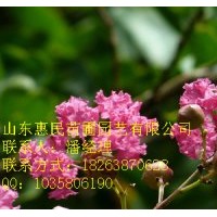 供應(yīng)山東泰安 皂角 紫薇 1-3年苗 當(dāng)年紫薇 皂角苗