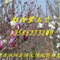 喬木小苗大量供應(yīng)：廣玉蘭小苗、白玉蘭小苗、紫玉蘭小苗、紫葉桃