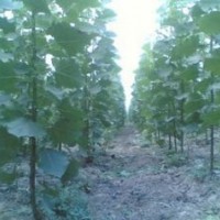 我地有大量當(dāng)年生楊樹苗，107、108需出售