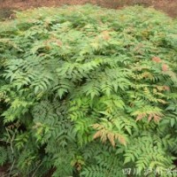 瀘州欒樹苗，重慶欒樹苗，欒樹苗圖片