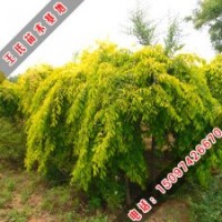 伴我成長的金葉榆小苗