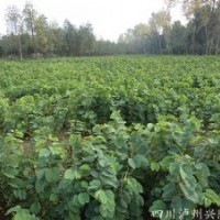 四川羊蹄甲苗，成都羊蹄甲苗，羊蹄甲苗苗圃