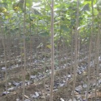 大家好，本公司長期供應速生白蠟，速生國槐，金葉白蠟，東紅白蠟