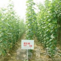 供應(yīng)107速生楊，徑1.5--2.5，有10萬棵以上。同時大量供應(yīng)炮捻