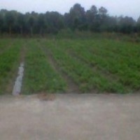 辛夷芽苗，玉蘭芽苗火熱預定中13462522562