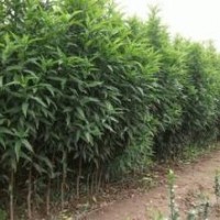 龍柱碧桃