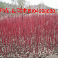 山桃稠李，紅瑞木，五角楓，紫丁香