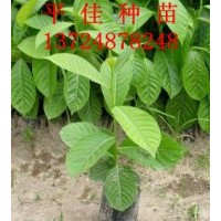 大葉紫薇種苗-大葉紫薇種植技術(shù)-大葉紫薇樹(shù)苗袋苗價(jià)格
