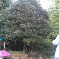 出售大規(guī)格：桂花，香樟，女貞，樸樹，榆樹，楓香，烏桕，法桐，