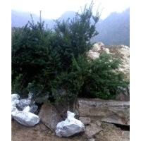 曼地亞紅豆杉雄樹小苗