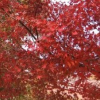 供應紅楓，紅楓價格，美國紅楓