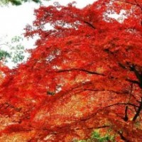 紅楓怎么種植？紅楓？紅楓圖片