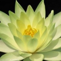 供應(yīng)睡蓮