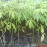 美麗異木棉，大幅木棉，花棋木，楓鈴木