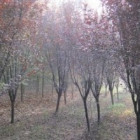 七葉樹.櫻花