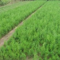 側(cè)柏苗 白皮松 油松 華山松 欒樹苗 合歡苗 文冠果苗 元寶槭苗 紫