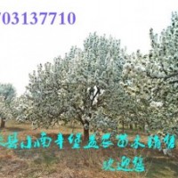 八棱海棠樹特價(jià)優(yōu)惠中?？靵頁屬彴?/></a>
<div><a href=