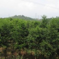 特售紅豆沙小苗[長(zhǎng)沙跳馬]湖南紅豆沙小苗 紅豆沙小苗價(jià)格 綠化小