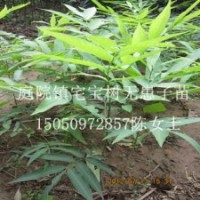 無(wú)患子苗洗手果苗木患子樹(shù)苗菩提樹(shù)苗批發(fā)庭院保平安樹(shù)苗