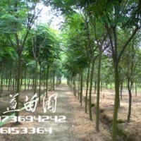 2公分欒樹(shù)價(jià)格,2公分黃山欒樹(shù),1-6公分欒樹(shù)價(jià)格