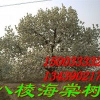 八棱海棠樹