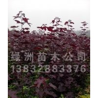 挪威紅楓、北美海棠、西府海棠、太陽(yáng)李