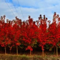 山東苗木，美國紅楓苗木，萬隆花木供應(yīng)。