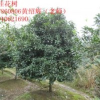 廣西桂林10cm桂花樹精品出售