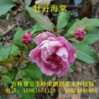各種海棠苗，金葉榆，李子苗太陽(yáng)李，紅葉李，果樹(shù)苗雞心果，寒富