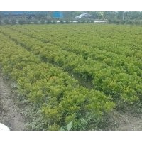 浙江蕭山花灌木基地8月價(jià)格 八角金盤