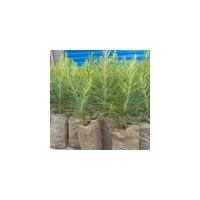 兩年生白皮松小苗0.7元