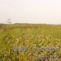 垂柳海源專業(yè)供應物美價廉
