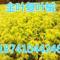 金葉糖槭