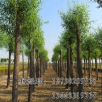 速生柳海源苗木專業(yè)供應物美價廉