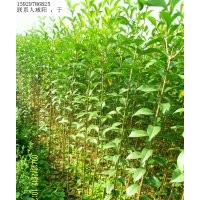 供應(yīng)大葉女貞苗高度1.4米起步到1.8米