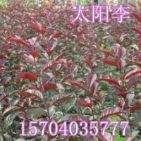 密枝紅葉李、求購密枝紅葉李