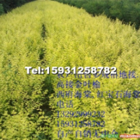 出售金葉榆