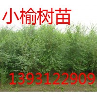 槐樹苗