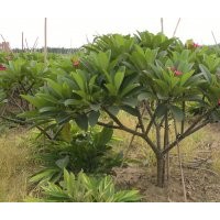 大量供應雞蛋花