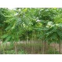 山東火炬樹
