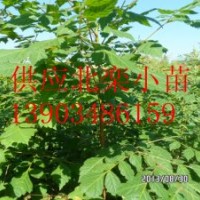 哪里賣北欒苗 北欒小苗種植技術(shù)價(jià)格
