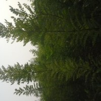 低價(jià)出售速生國(guó)槐苗
