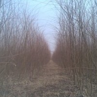 垂柳苗，速生垂柳，速生垂柳基地，速生垂柳價格