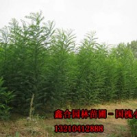 自家苗圃供應(yīng)白蠟實生苗400萬棵,國槐實生苗100萬