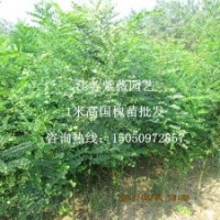 國(guó)槐苗國(guó)槐小苗國(guó)槐樹(shù)苗耐旱樹(shù)種苗庭院綠化苗木家槐苗