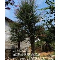 湖南紫薇，嫁接紫薇，瀏陽(yáng)紫薇，特價(jià)批發(fā)