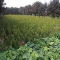 山東平邑縣低價(jià)處理自家種植杜仲、百日紅、山楂苗