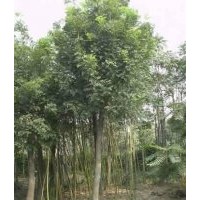 供應(yīng)國槐6-8公分